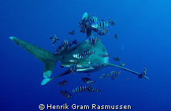 Oceanic Whitetip with his buddies :) by Henrik Gram Rasmussen 